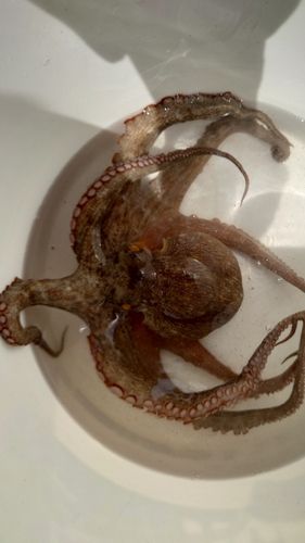 タコの釣果