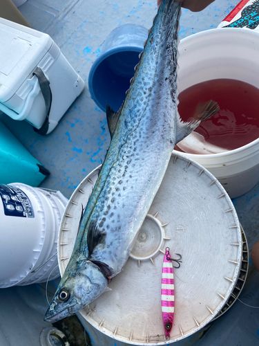 サワラの釣果