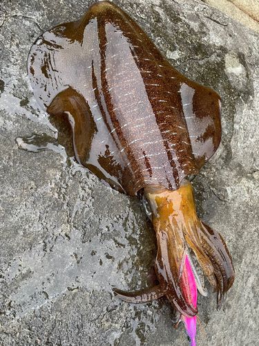 アオリイカの釣果