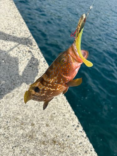 キジハタの釣果