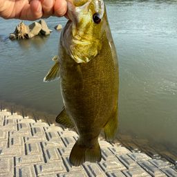 スモールマウスバス