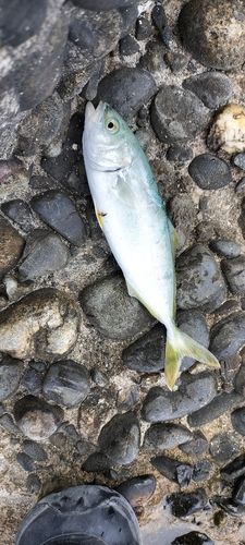ワカシの釣果