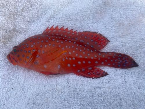 ユカタハタの釣果