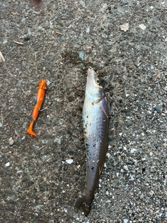 キスの釣果