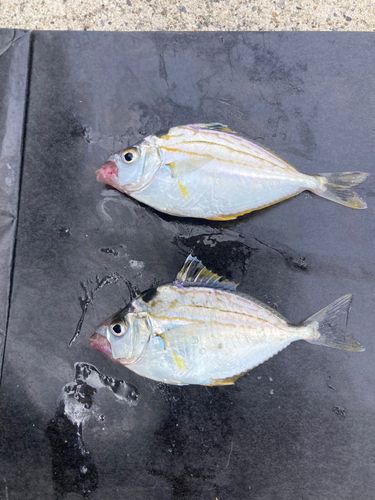 ヒイラギの釣果