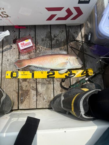 シロアマダイの釣果