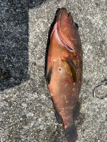 アコウの釣果