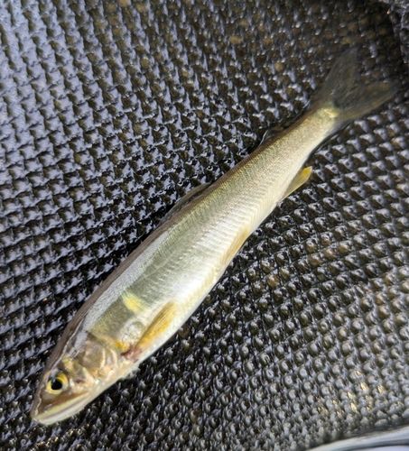 アユの釣果