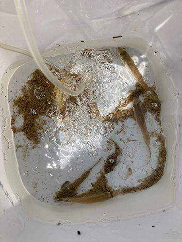 キスの釣果