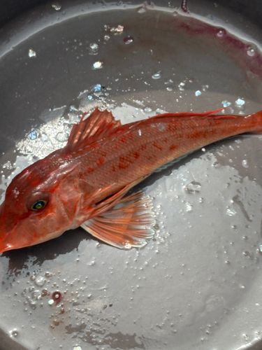 ホウボウの釣果