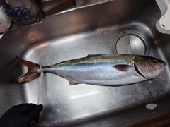 ハマチの釣果