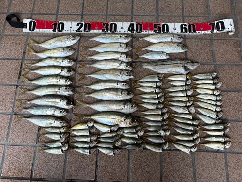アジの釣果