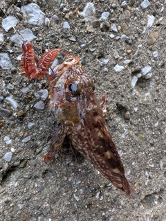 カサゴの釣果