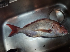 マダイの釣果