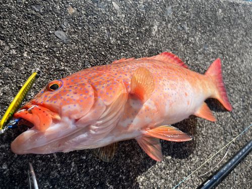 スジアラの釣果