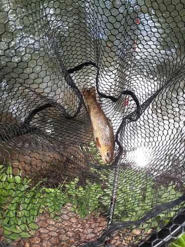 ブラウントラウトの釣果