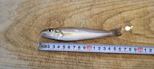 キスの釣果