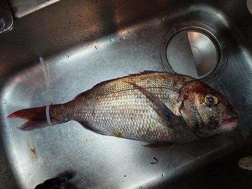 マダイの釣果