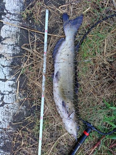 アメリカナマズの釣果