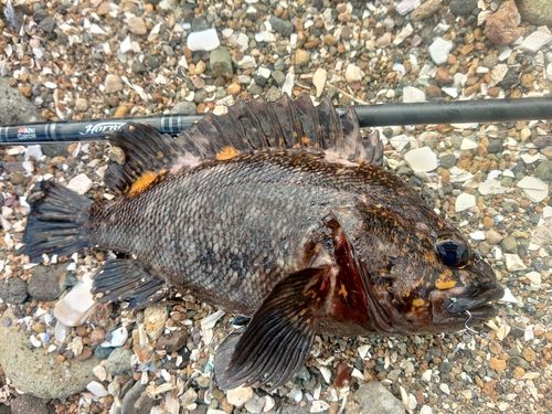 ハチガラの釣果