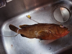 キジハタの釣果