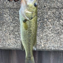 ラージマウスバス