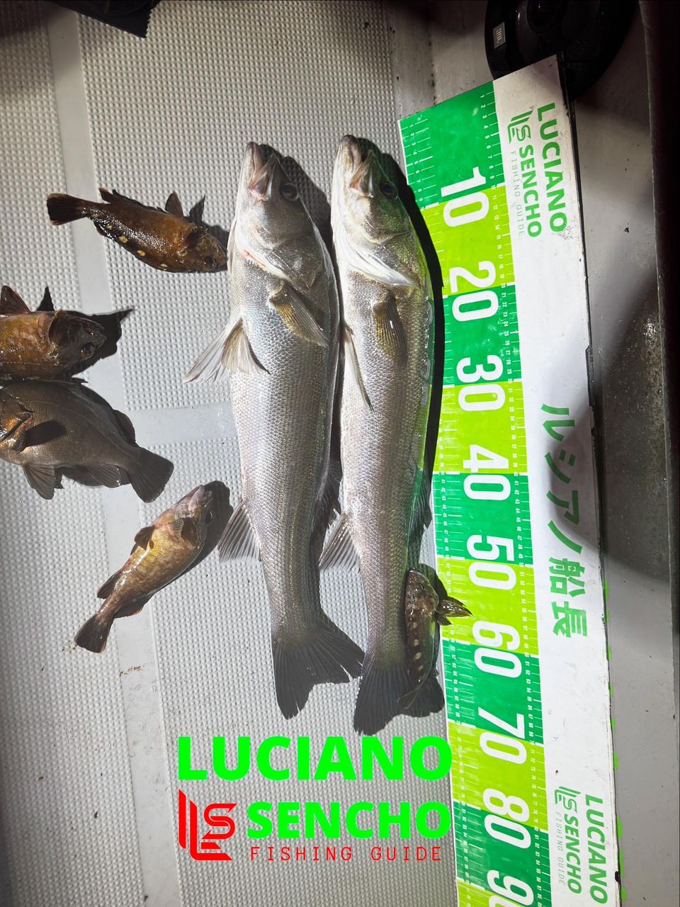 名古屋港　ルシアノ船長さんの釣果 3枚目の画像
