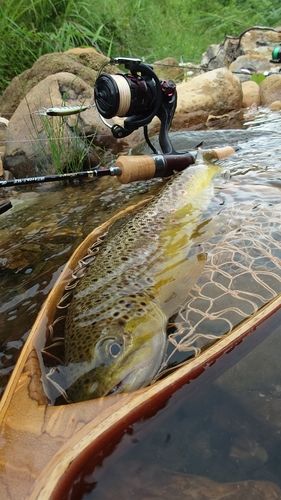 ブラウントラウトの釣果