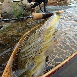 ブラウントラウト