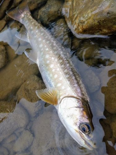 アメマスの釣果