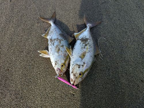 ネリゴの釣果