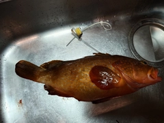 キジハタの釣果