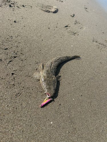 マゴチの釣果