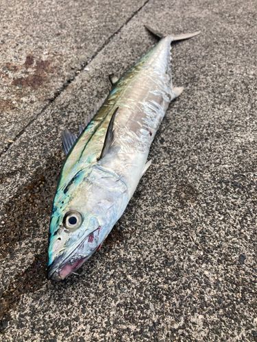 サゴシの釣果