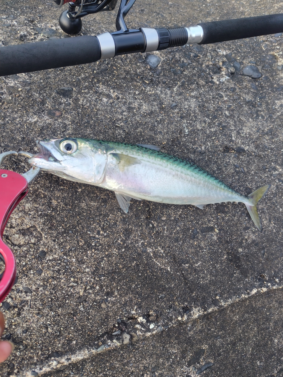 釣竿　シマノ　SALTY ADVANCE S100M シマノ ソルティーアドバンス SHORE JIGGING S100M (ロッド