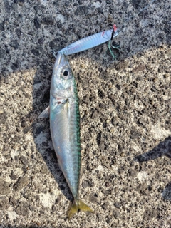 サバの釣果