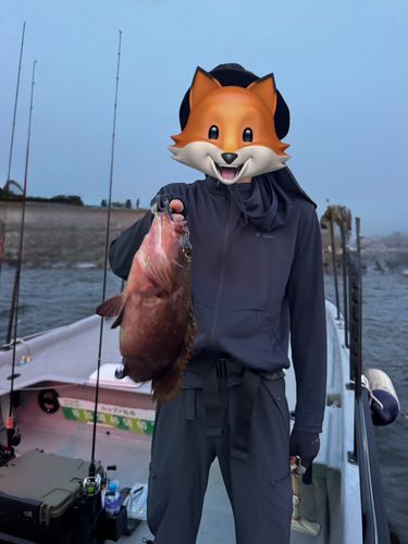 キジハタの釣果