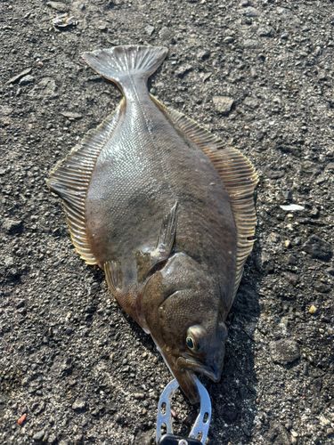 アイナメの釣果