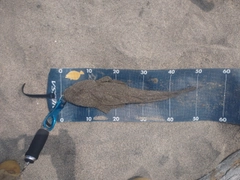 マゴチの釣果