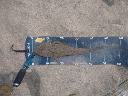 マゴチの釣果