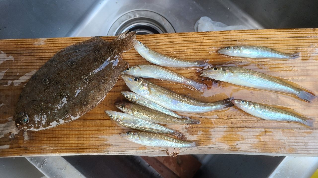 ガンゾウビラメ