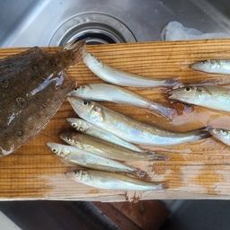 ガンゾウビラメ