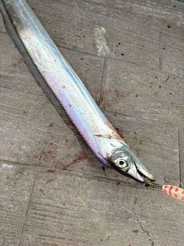 タチウオの釣果