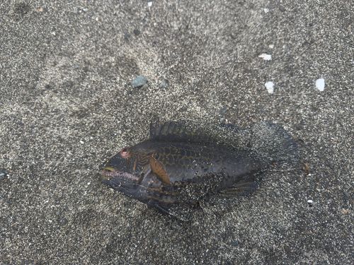 オハグロベラの釣果