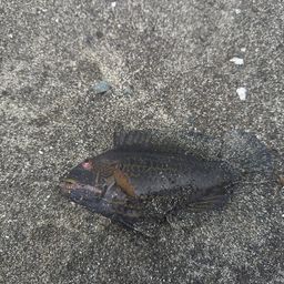 オハグロベラ