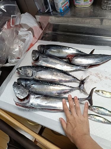 ソウダガツオの釣果