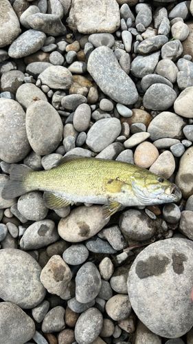 ソゲの釣果