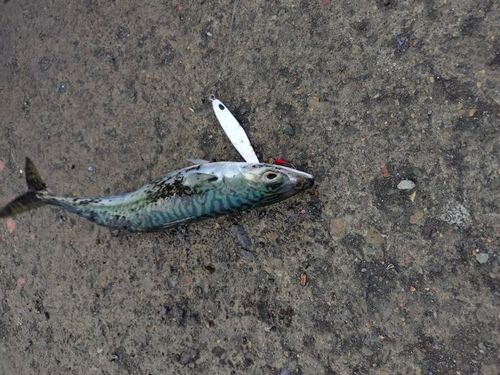 マサバの釣果