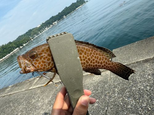オオモンハタの釣果