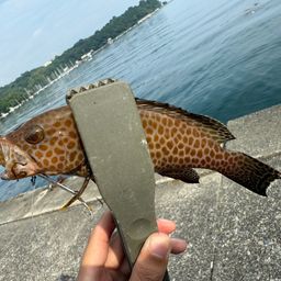 オオモンハタ